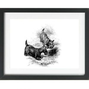 Scottish Terrier art print