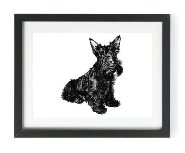 Scottish Terrier art print